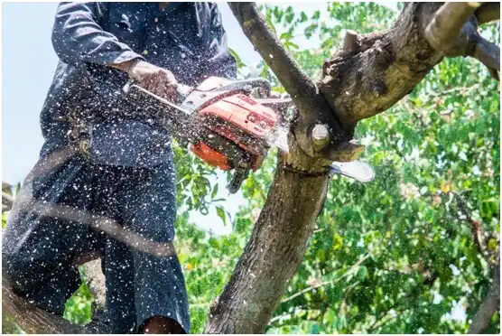 tree services Richwood